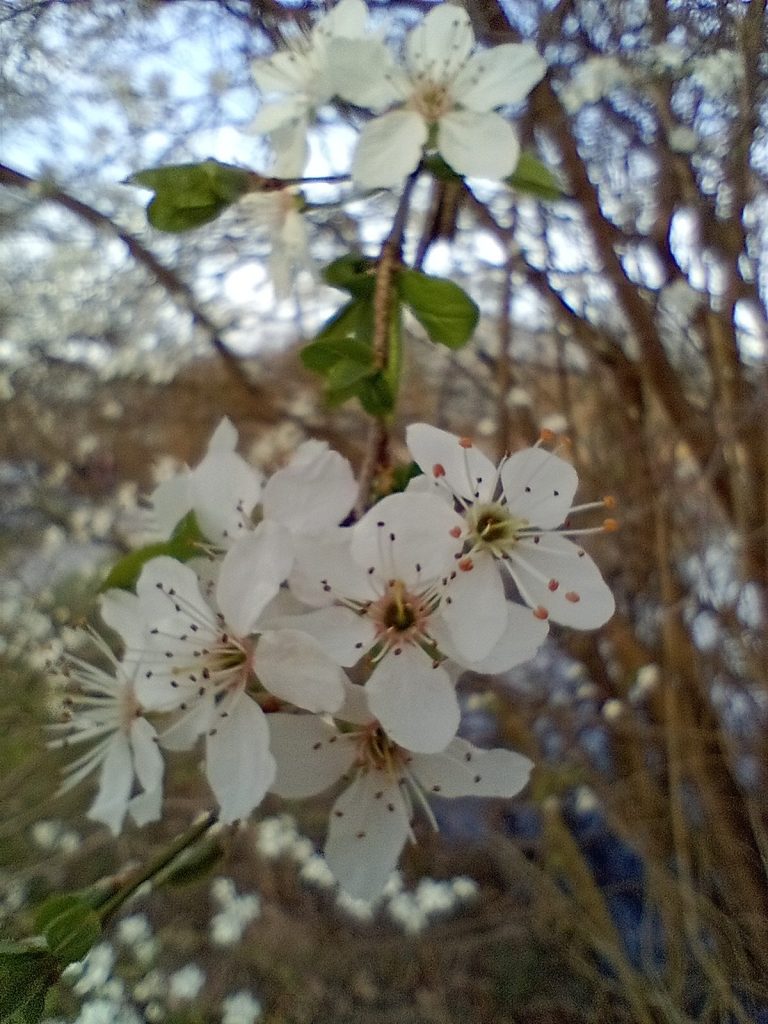 Symbolbild für ganzheitliche Darmtherapie und natürliche Balance